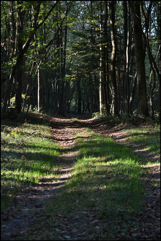 Chemin dans la forêt de Bryan Gremaud